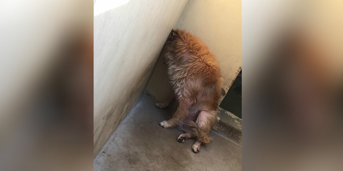 Dog Is Dumped By Family At Shelter For The Dumbest Reason - The Dodo