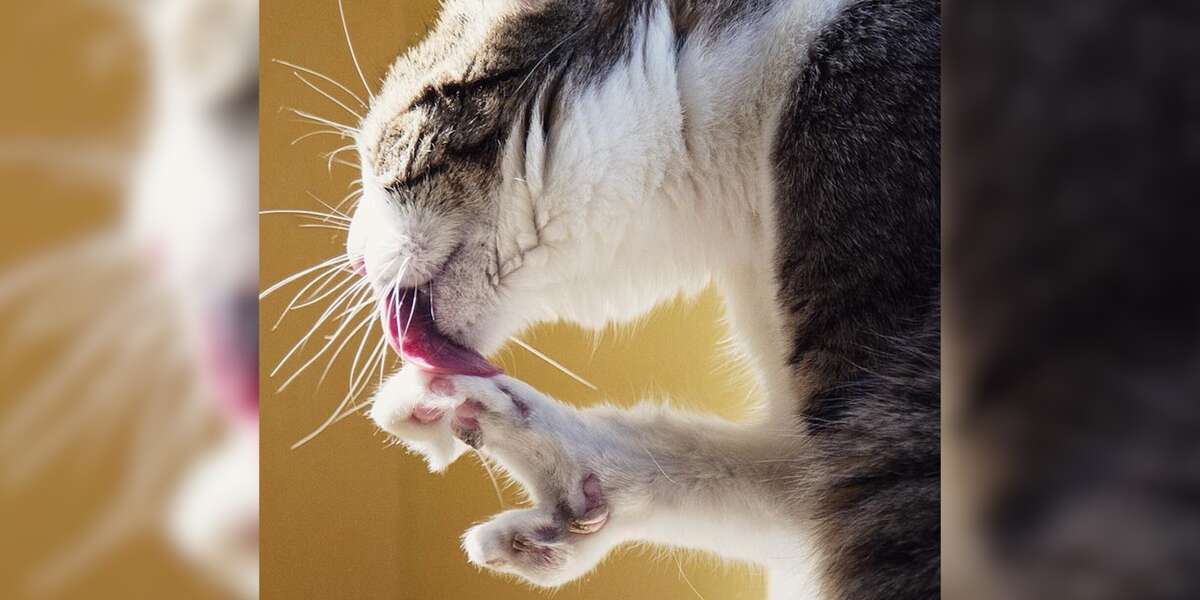 Cat With Birth Defects Gets Life-Saving Surgery - Videos - The Dodo