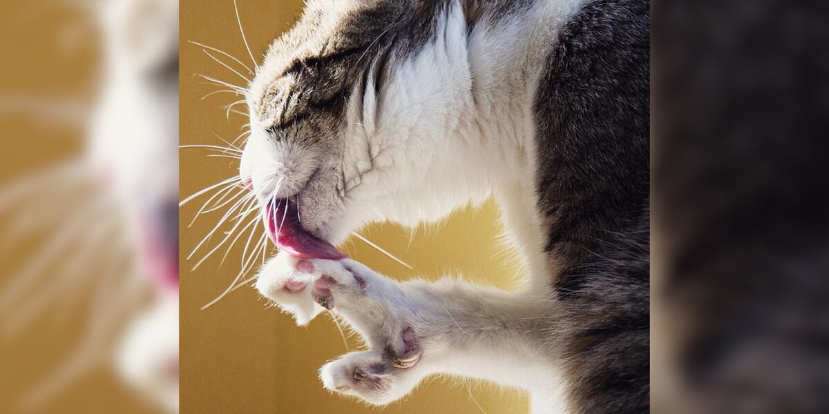 Cat With Birth Defects Gets Life-Saving Surgery - Videos - The Dodo