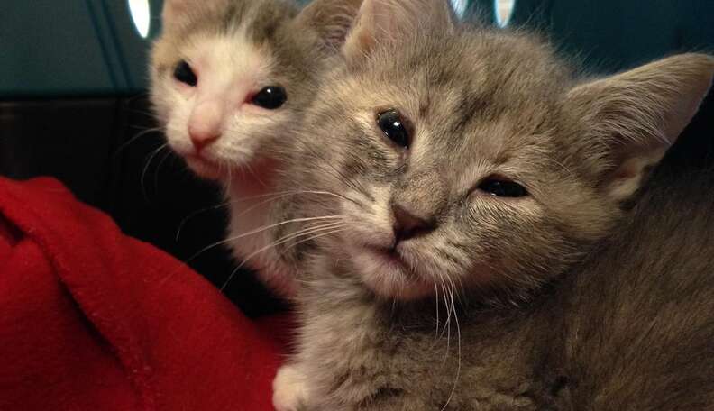 Help 2 Homeless Kittens Born Without Eyelids Get Lifesaving Surgery ...