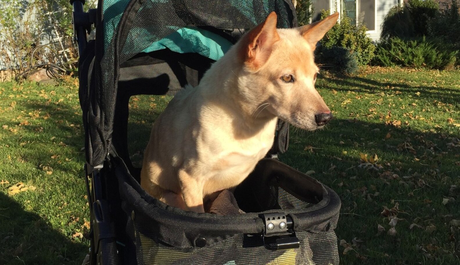 Dog Who Had Legs Cut Off Shocks Everyone With Her Recovery The Dodo