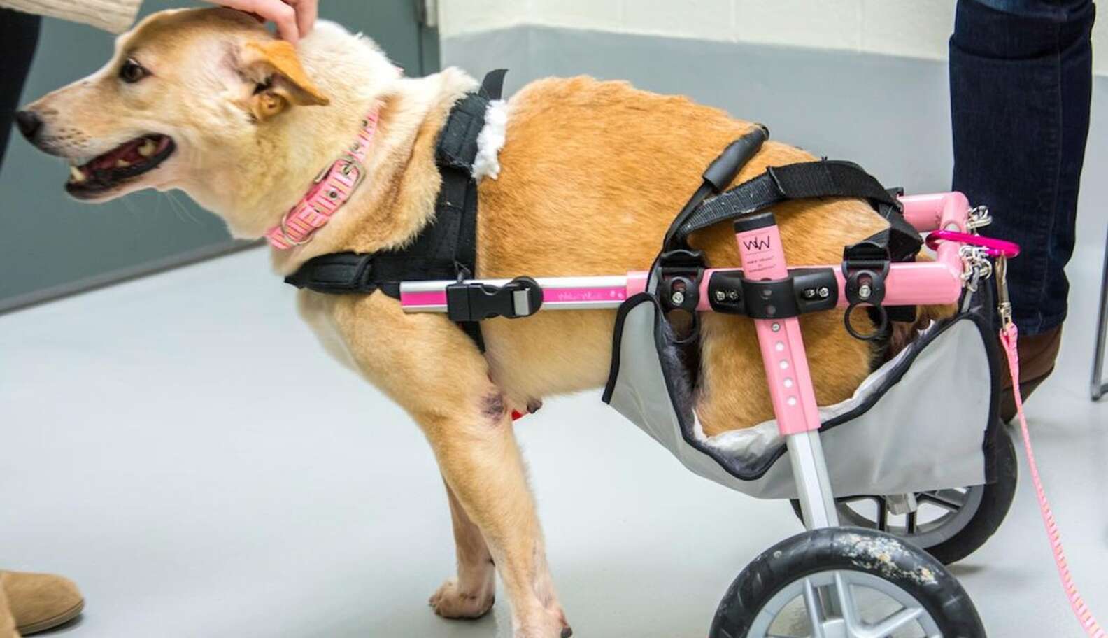 Dog Who Had Legs Cut Off Shocks Everyone With Her Recovery The Dodo