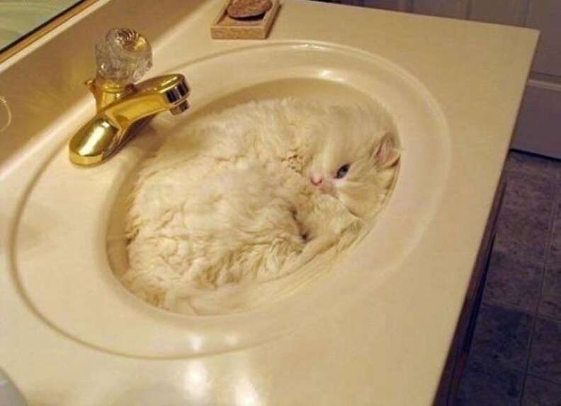 26 Cats Who Are Getting Cozy In The, Cat In Bathtub With Lizard Tiktok