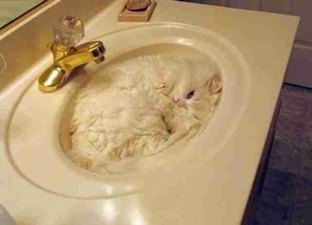 26 Cats Who Are Getting Cozy In The Sink The Dodo