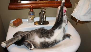 26 Cats Who Are Getting Cozy In The Sink The Dodo