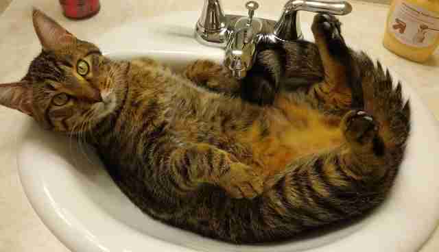 26 Cats Who Are Getting Cozy In The Sink The Dodo