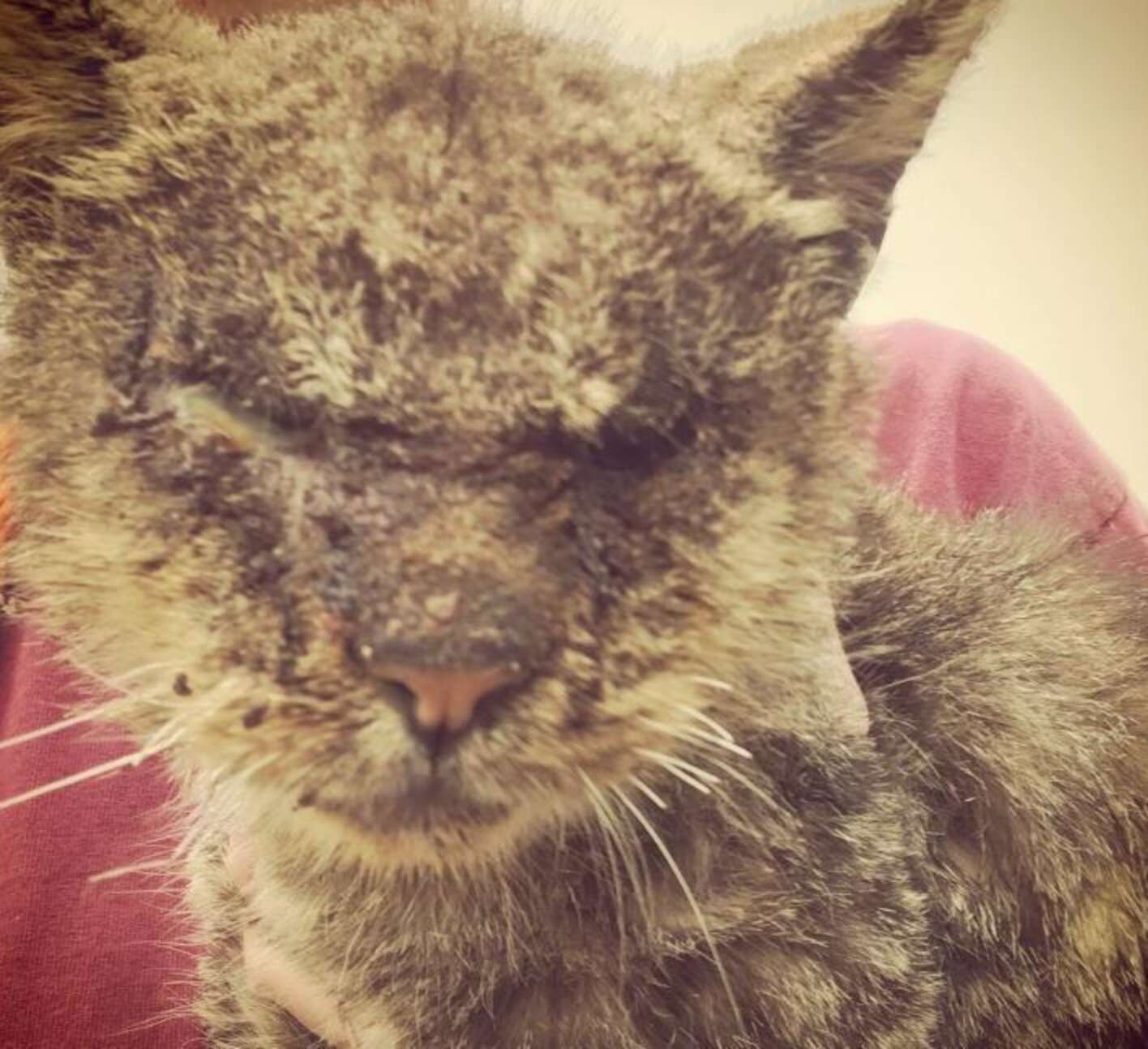 Cat With Mange Couldn't Open His Eyes - The Dodo