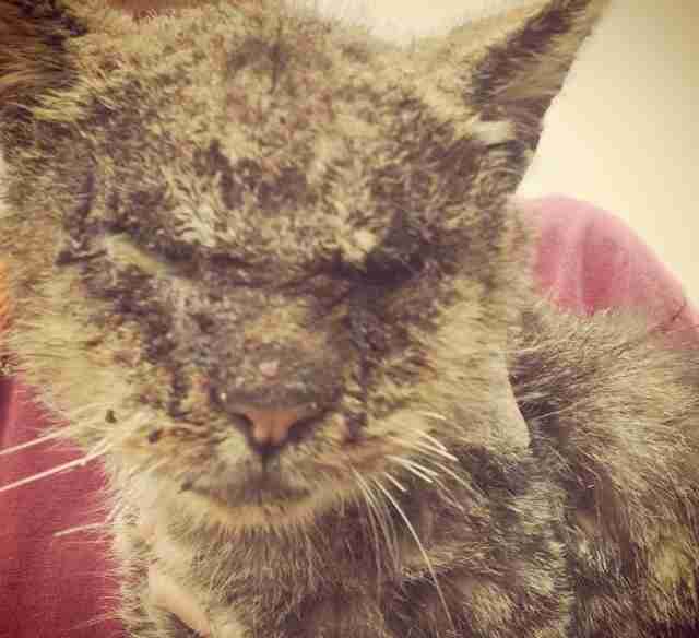 The Ultimate Strategy To Dog Scabies Contagious To Humans ...
