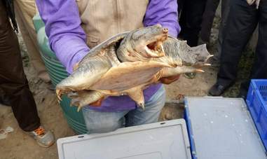 Thousands Of Turtles Were Almost Smuggled Out Of Country ...