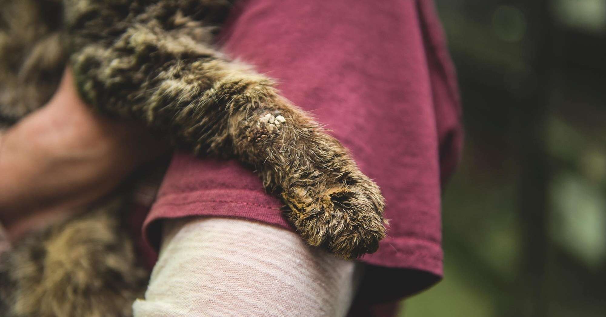 Cat with mange gets hugs
