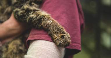 Cat with mange gets hugs
