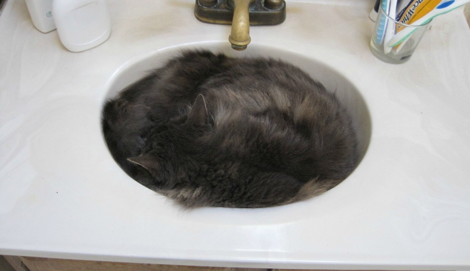 26 Cats Who Are Getting Cozy In The Sink? The Dodo
