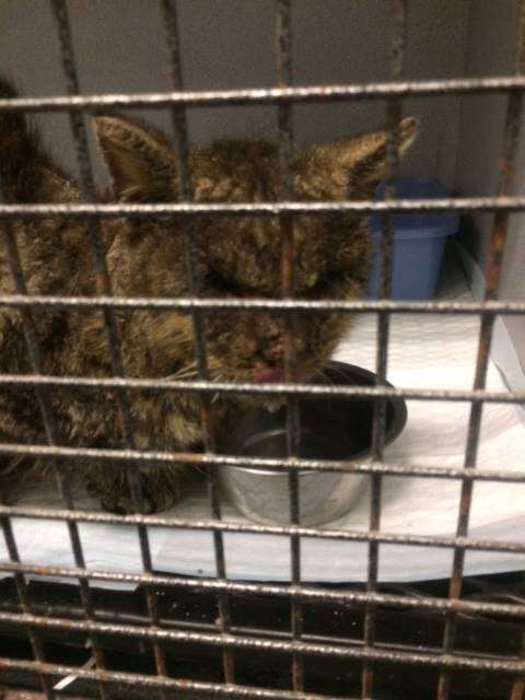 Cat with mange in cage