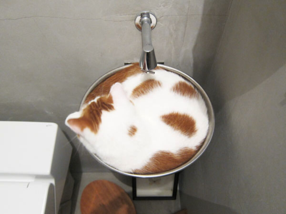 26 Cats Who Are Getting Cozy In The Sink? The Dodo