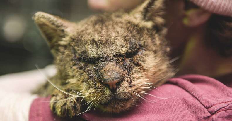 Woman hugs cat with mange