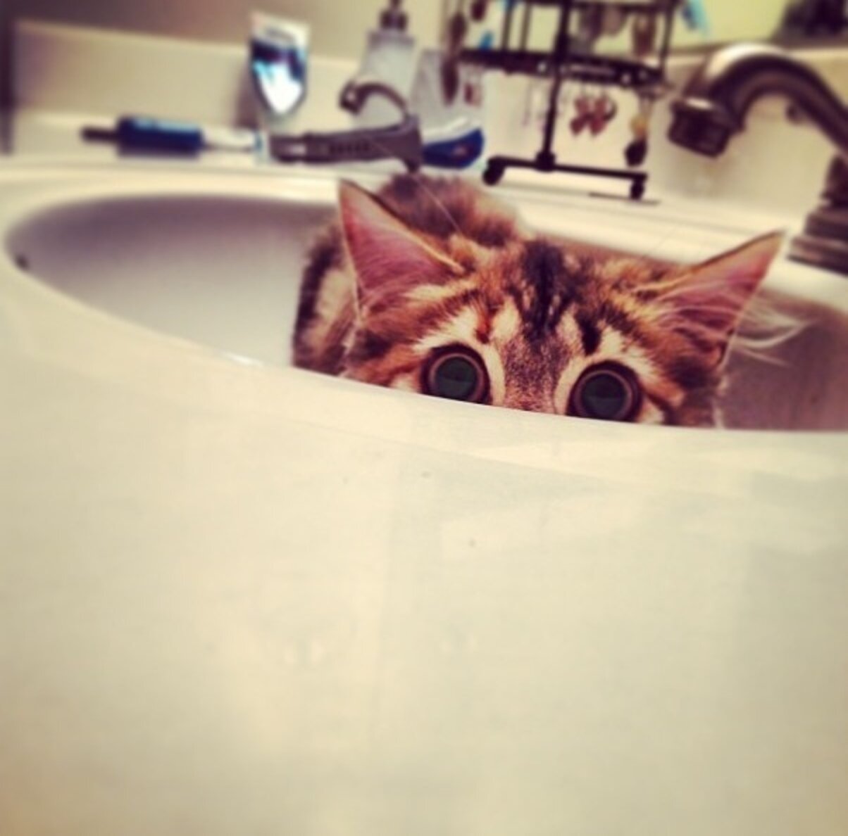 26 Cats Who Are Getting Cozy In The Sink? The Dodo