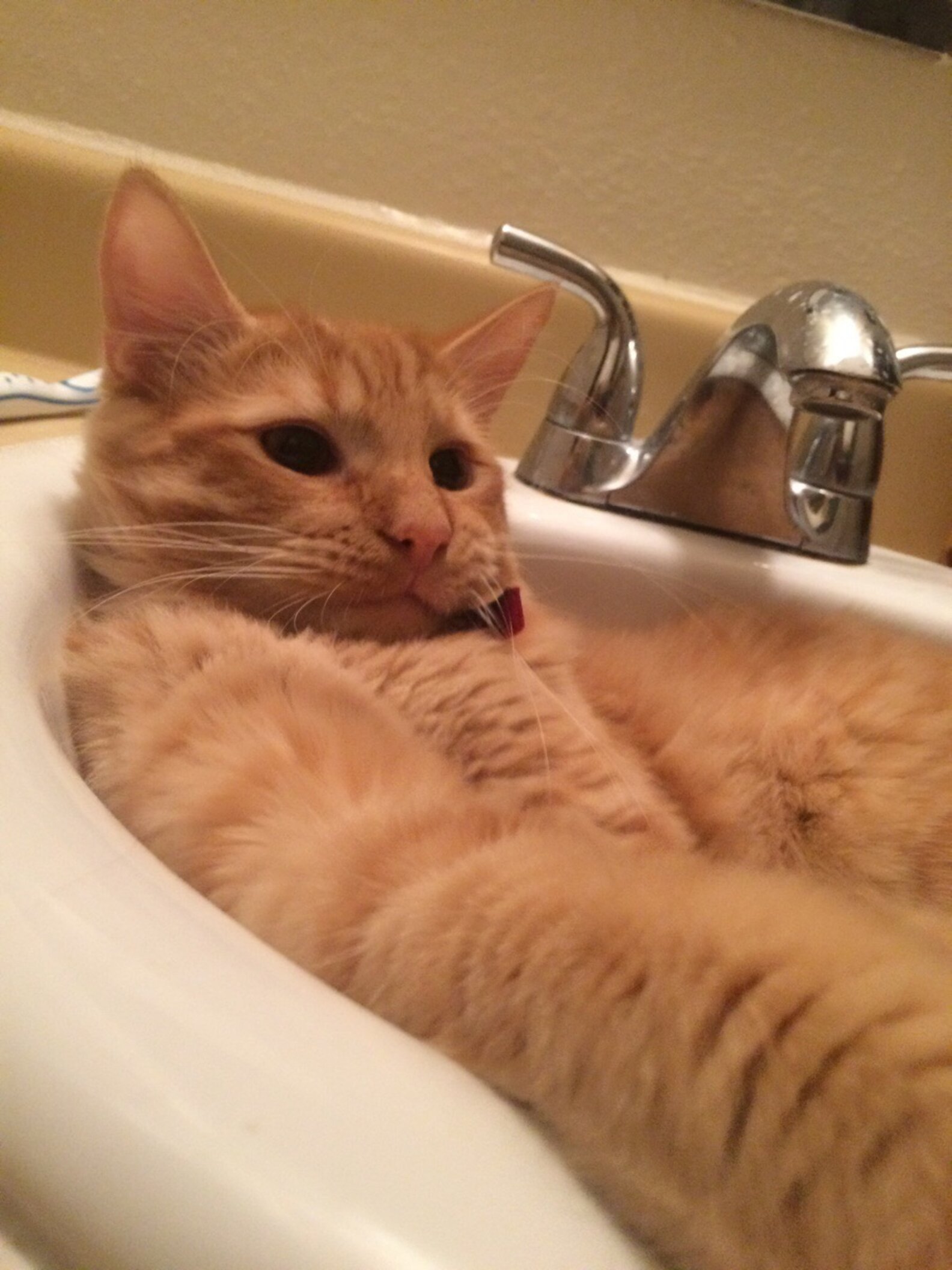 26 Cats Who Are Getting Cozy In The Sink? The Dodo