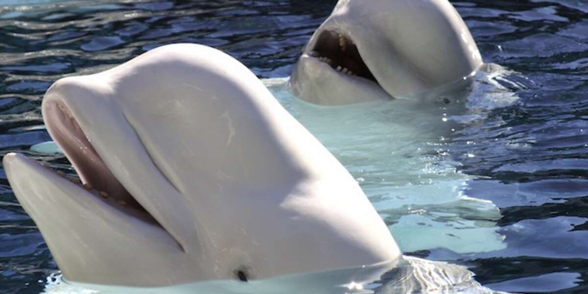 Georgia Aquarium: We Have to Capture Beluga Whales in