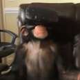 Viral Video Of Virtual Reality Chimp Isn't Cute