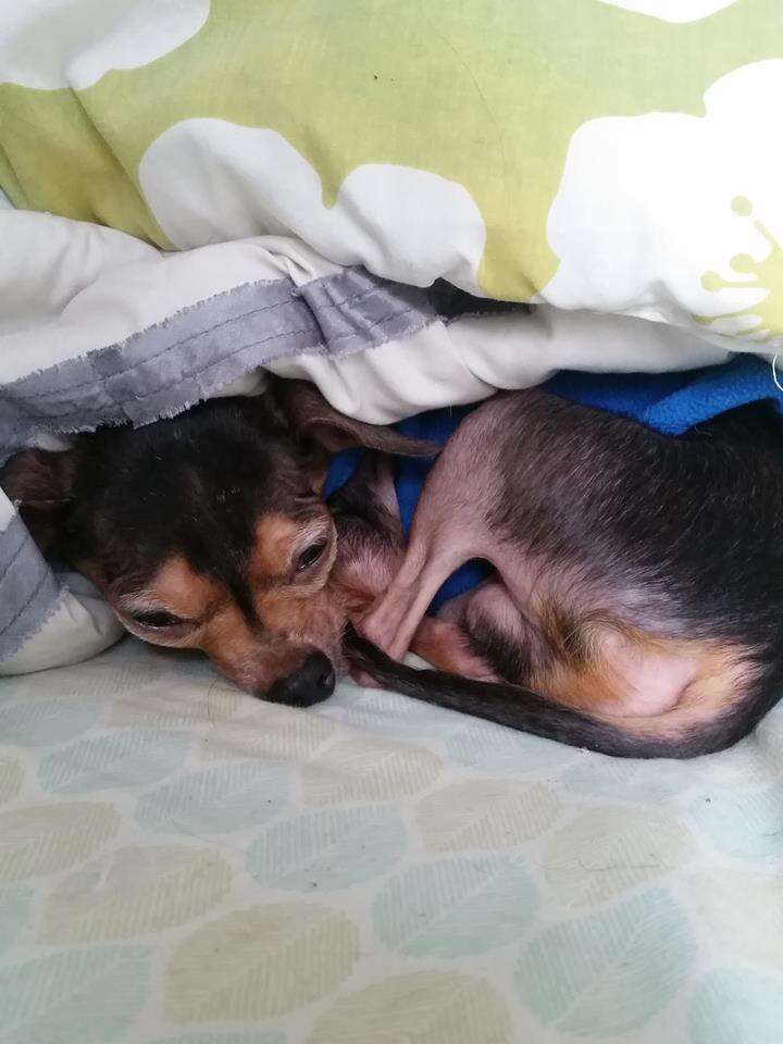 Chihuahua sleeping outlet in your bed