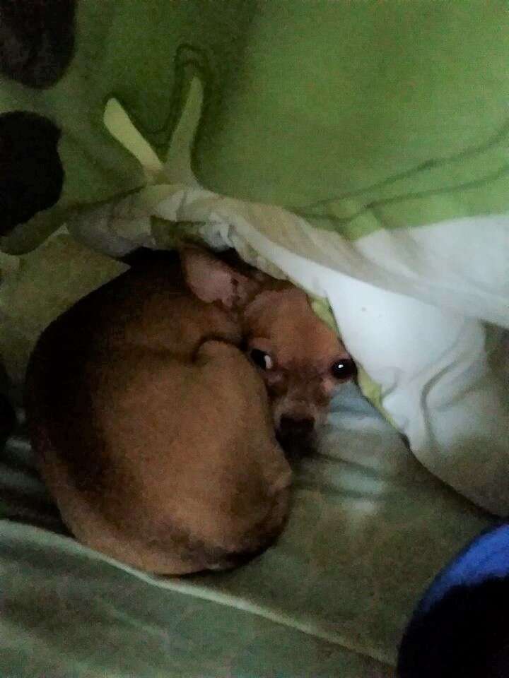 what do chihuahua like to sleep on