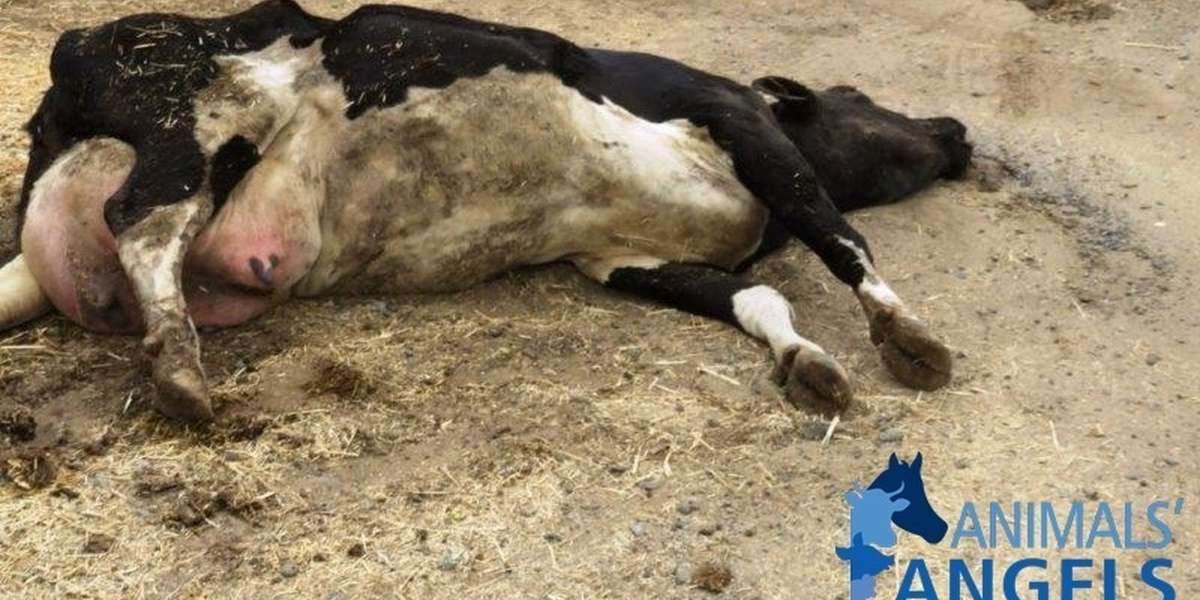 Escalon Livestock Auction The Suffering Continues The Dodo