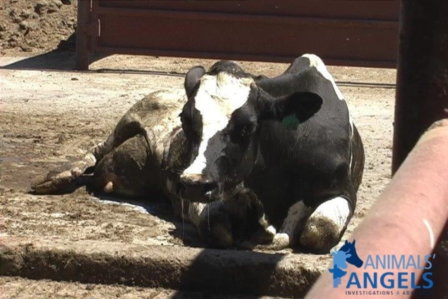 Escalon Livestock Auction The Suffering Continues The Dodo