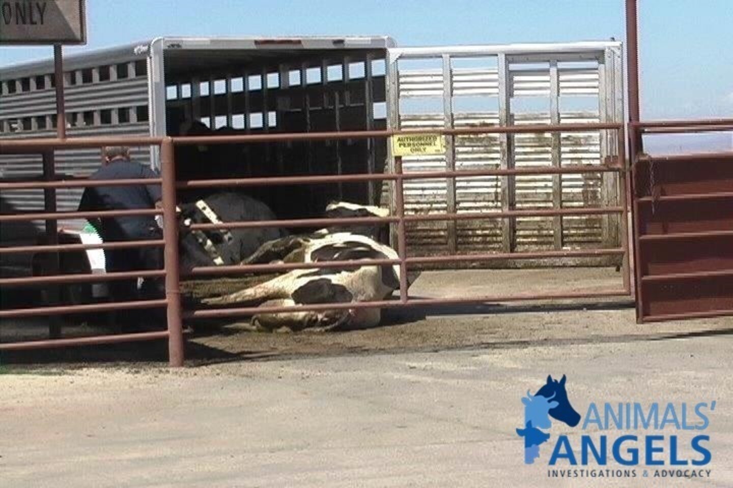 Escalon Livestock Auction The Suffering Continues The Dodo