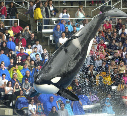 Shamu Rocks Seaworld Orlando