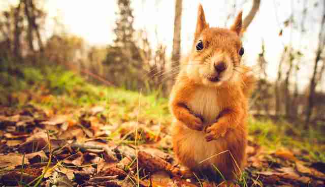 Draw Me Like One Of Your French Squirrels Diet