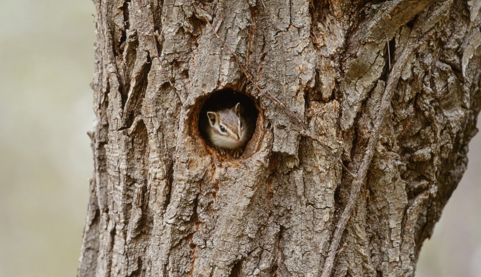 How Do Squirrels Keep Warm In Winter? The Dodo