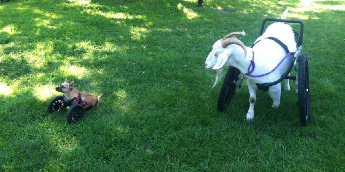 Injured Goat Escapes Slaughterhouse, Is Given Wheels Of Fortune - The Dodo