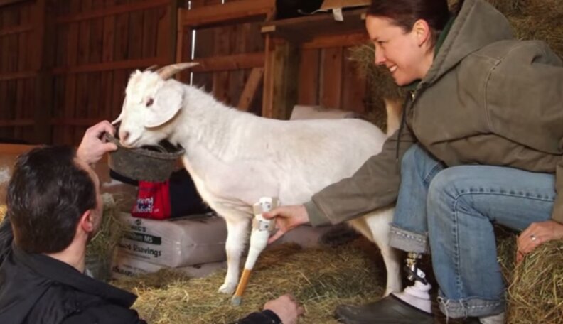 Injured Goat Escapes Slaughterhouse, Is Given Wheels Of Fortune - The Dodo