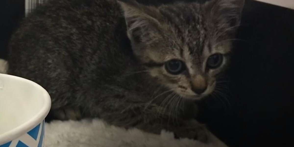 Kitten Trapped In Car Gets Rescued And Adopted - The Dodo