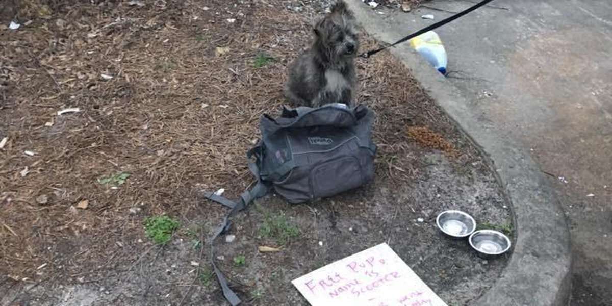 Abandoned Dog Is Left With A Note - The Dodo