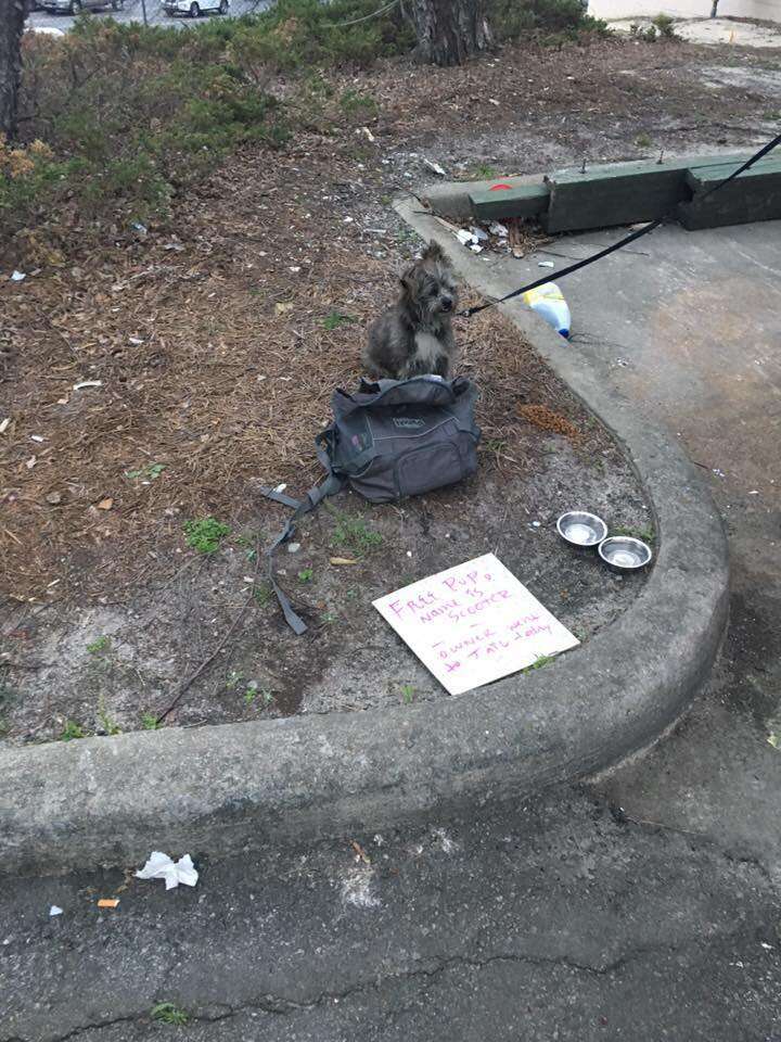 Dog abandoned by a dumpster