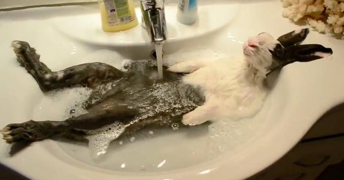 Rabbit Bath Videos Are Actually The Opposite Of Cute The Dodo