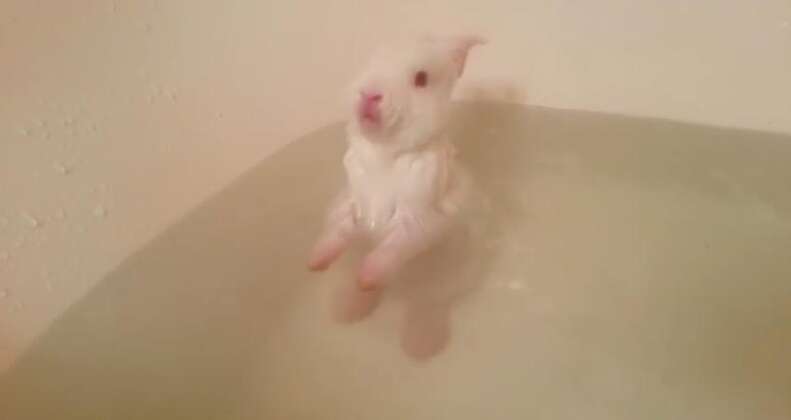 Rabbit Bath Videos Are Actually The Opposite Of Cute - The Dodo