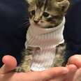 Kitten Saved From Hurricane Wears Tiny Sock To Keep Warm