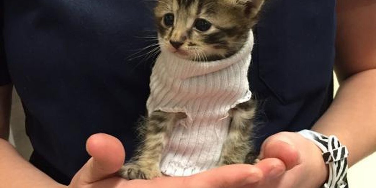 Kitten Saved From Hurricane Wears Tiny Sock To Keep Warm The Dodo