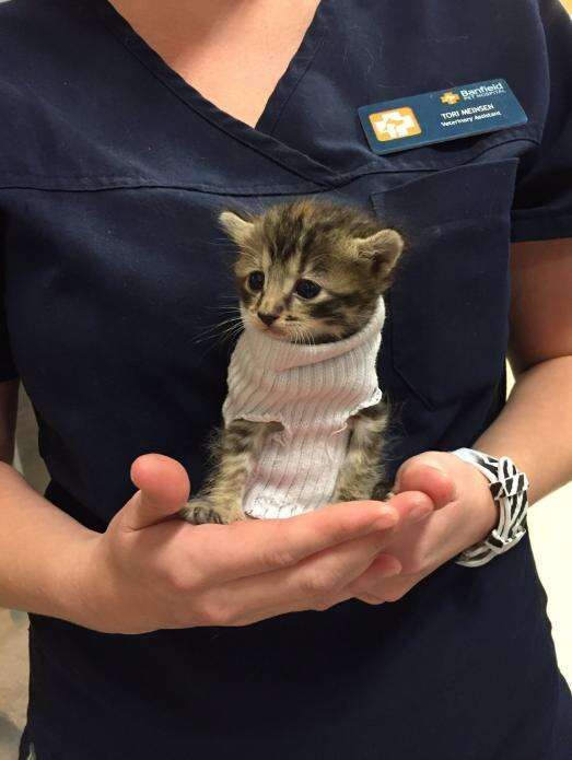 Kitten Saved From Hurricane Wears Tiny Sock To Keep Warm The Dodo