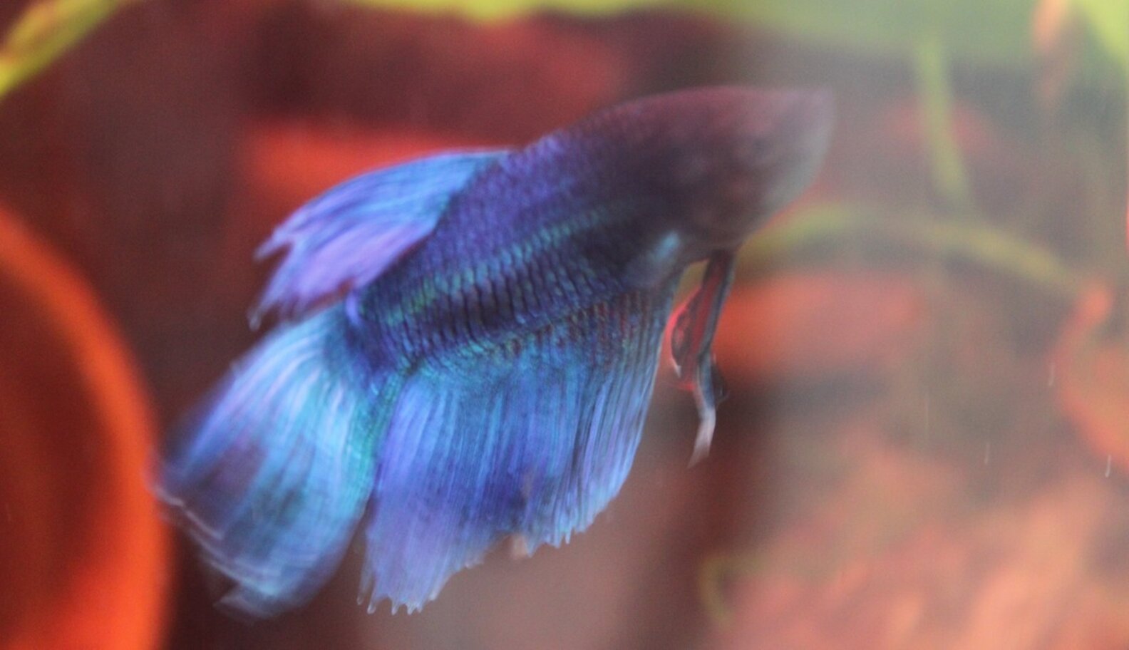 Woman Adopts Half-Dead Fish And Completely Transforms Him - The Dodo