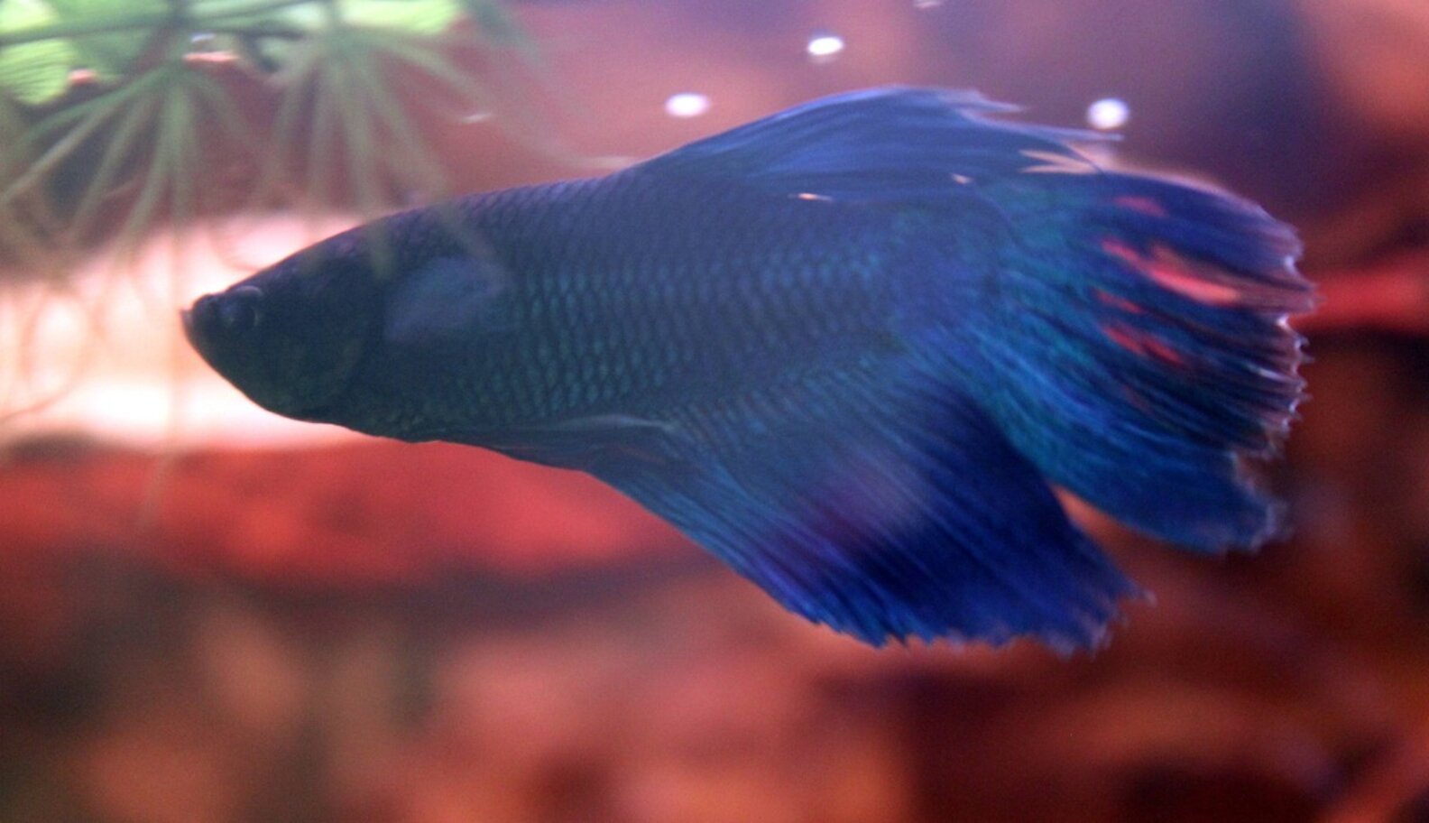 Woman Adopts Half-Dead Fish And Completely Transforms Him - The Dodo