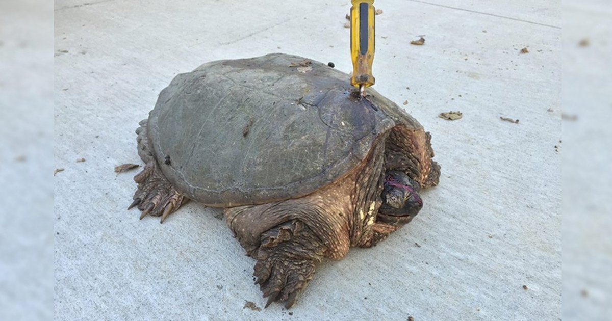Someone Tried To Kill This Old Turtle, But She Refused To Give Up The