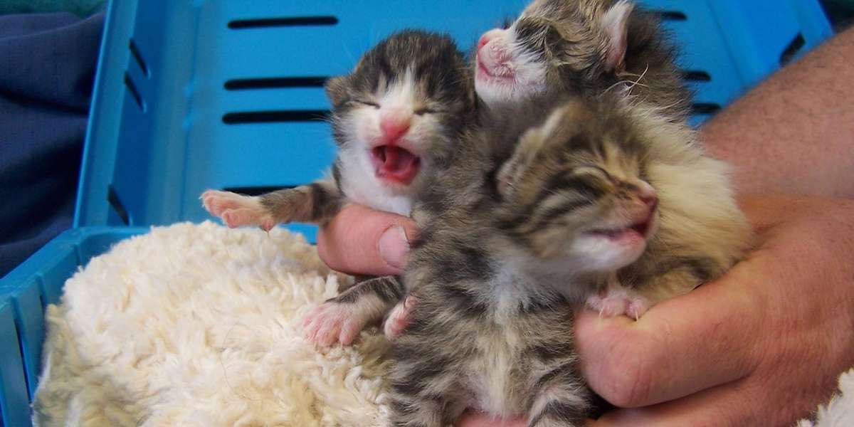 Just-Born Kittens Dumped In Trash Bag Now Sipping From Tiny Bottles ...