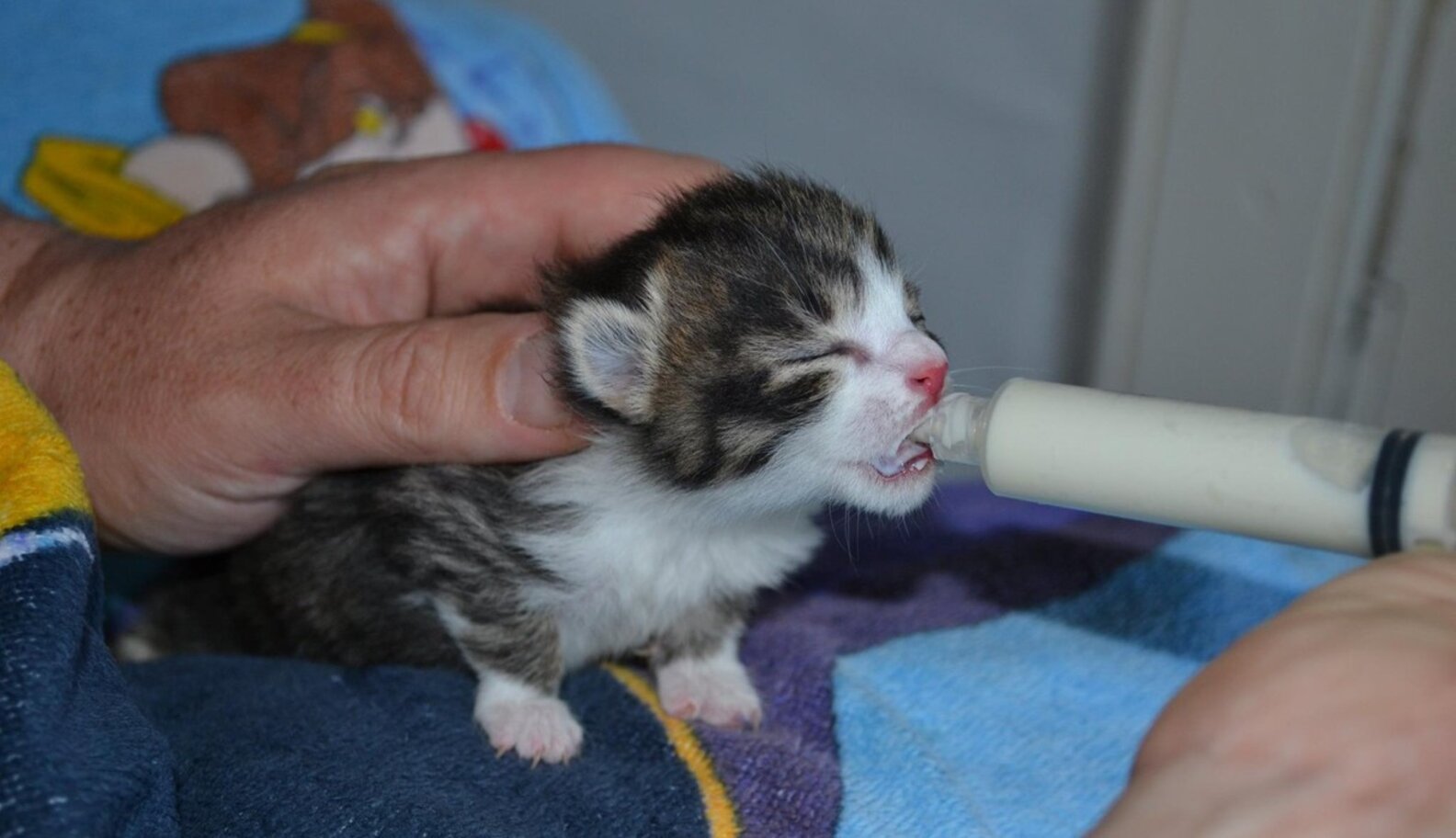 Just-Born Kittens Dumped In Trash Bag Now Sipping From Tiny Bottles ...