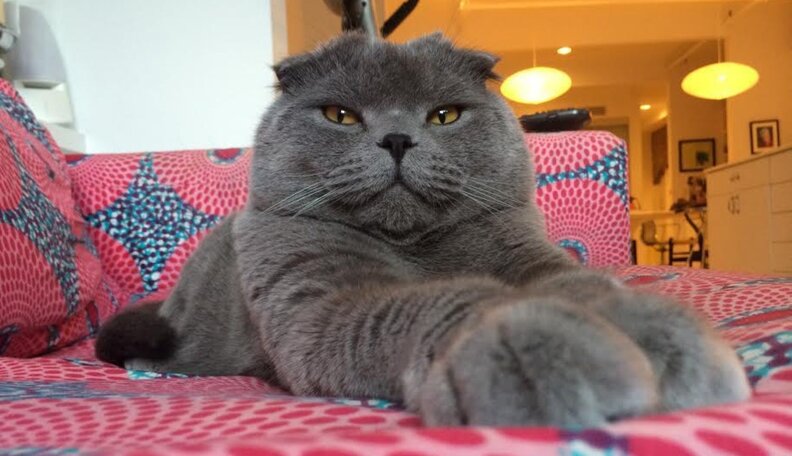 10 Smug Cats Who Know They're Actually In Charge - The Dodo