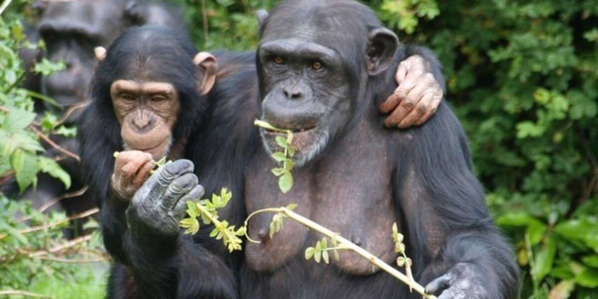 Chimps Who Share Meals Share Deeper Bonds, Too - The Dodo