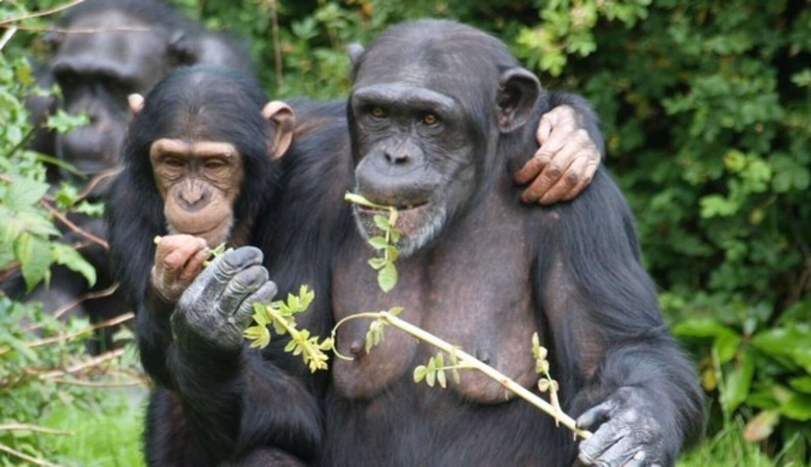 Chimps Who Share Meals Share Deeper Bonds, Too - The Dodo