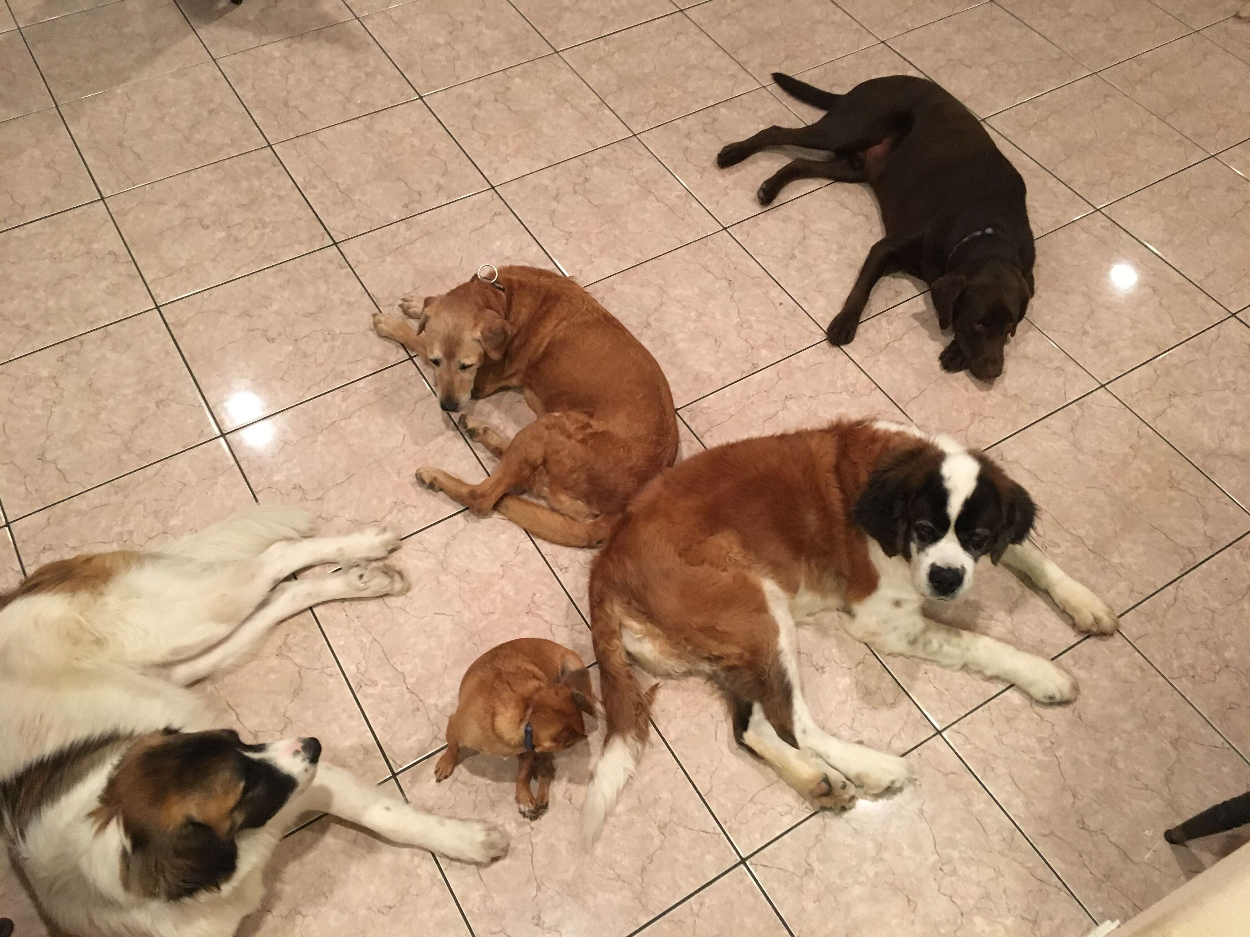 hot guy can't stop adopting rescue dogs